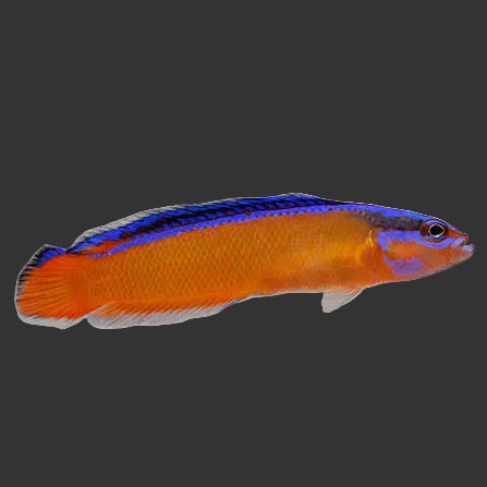 Neon Dottyback (2’’)