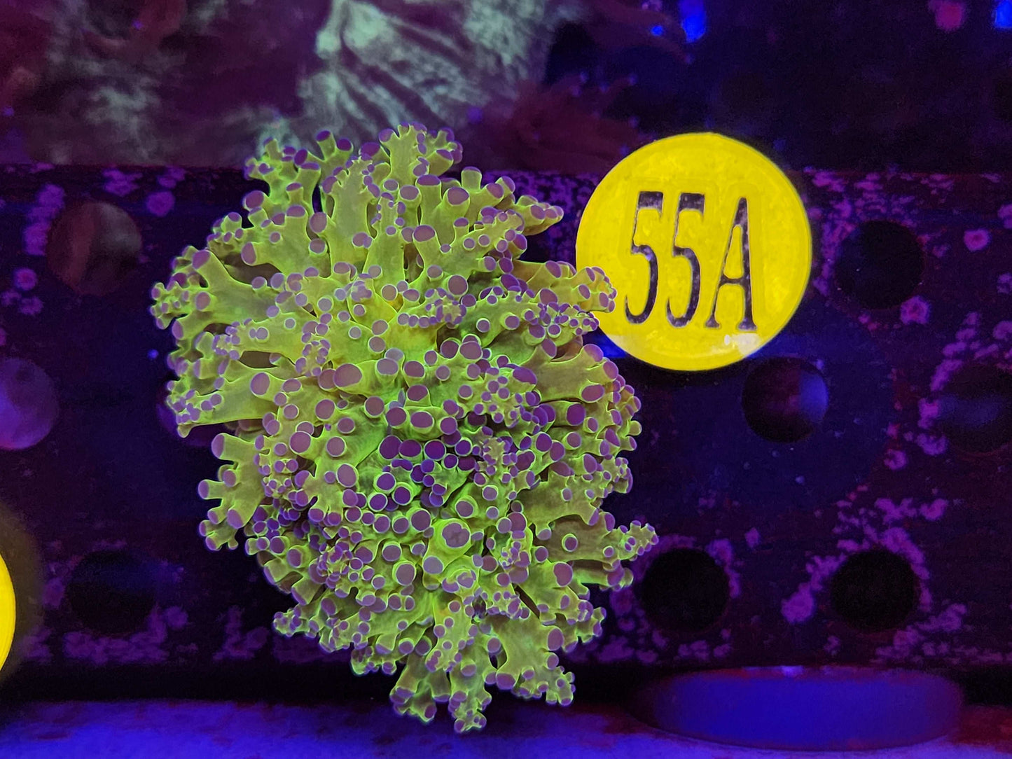 Neon Frogspawn, WYSIWYG!