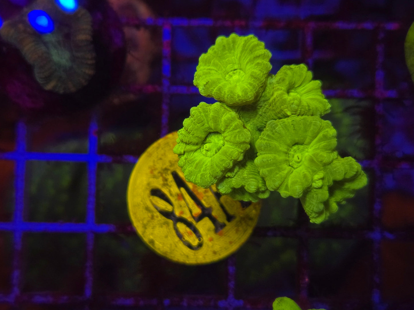 Neon Green Candy Cane Coral WYSIWYG!