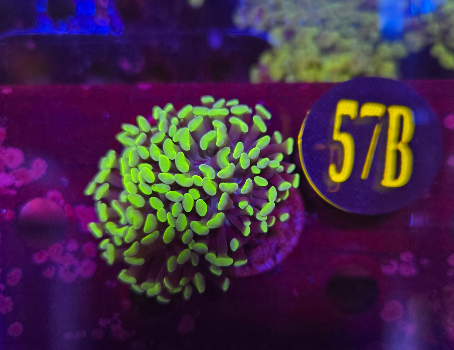 Neon Green Hammer Coral WYSIWYG!