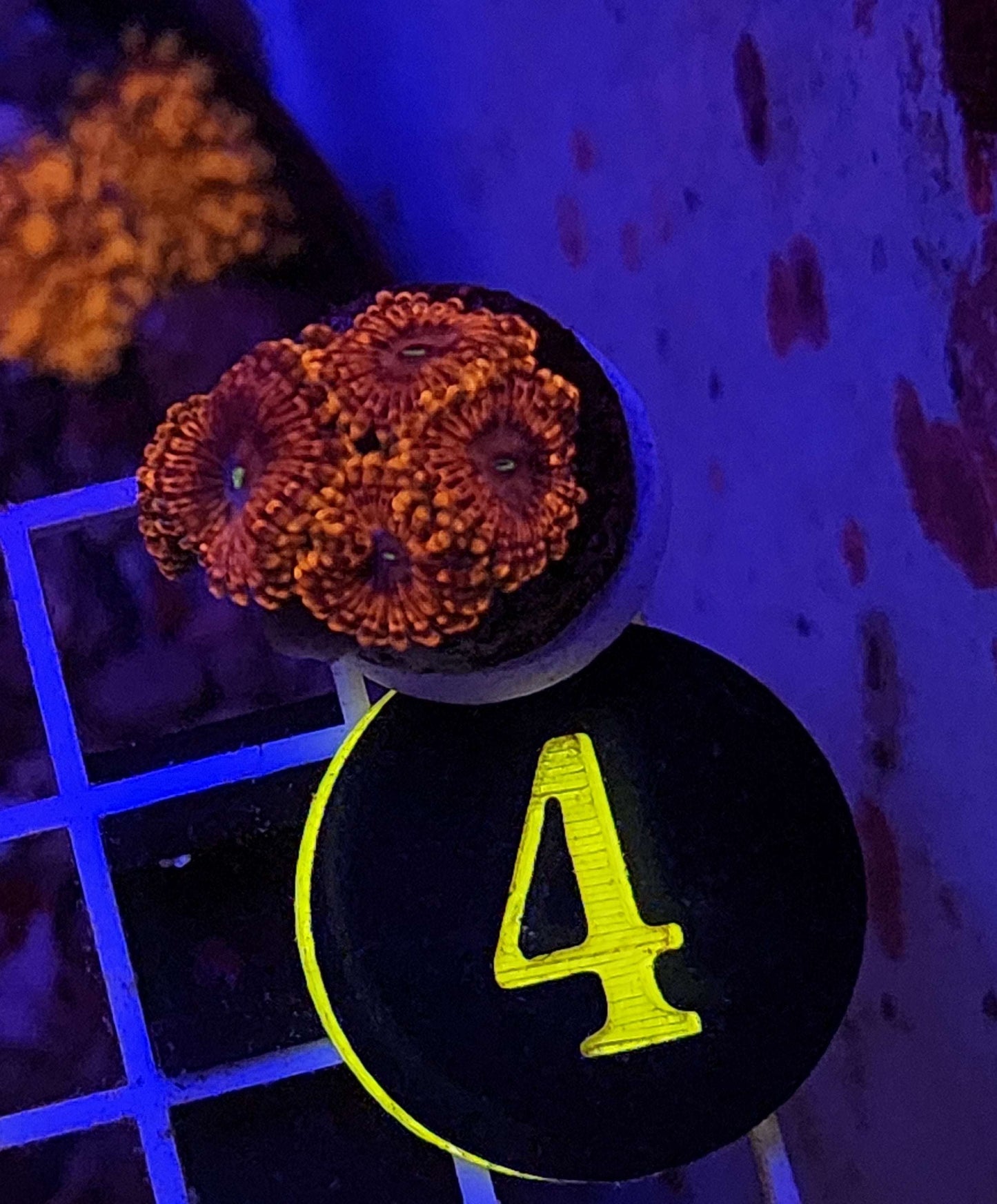 OG Fairy Fart Zoanthid Frag, WYSIWYG!