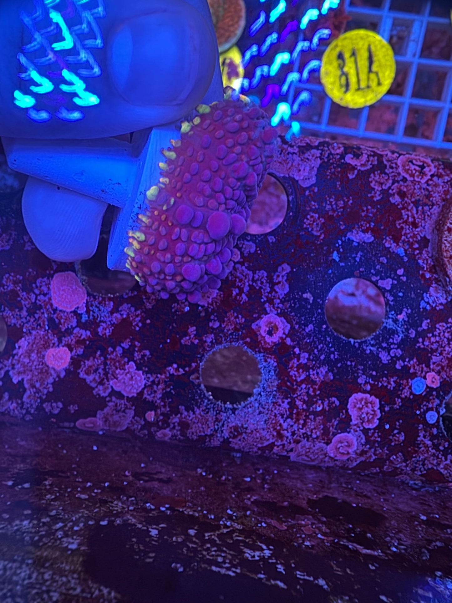 OG Frankenbride Bounce Mushroom WYSIWYG!