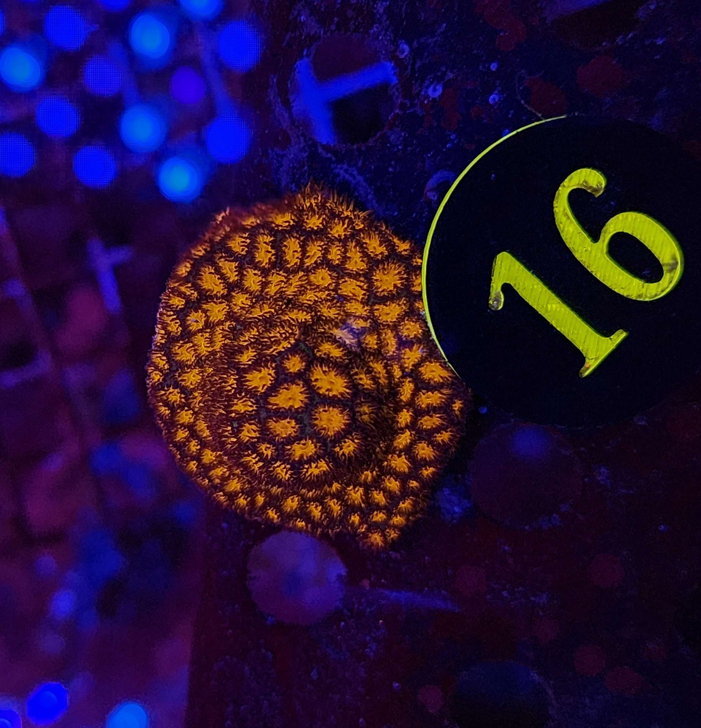 Orange Lepto Coral, WYSIWYG!