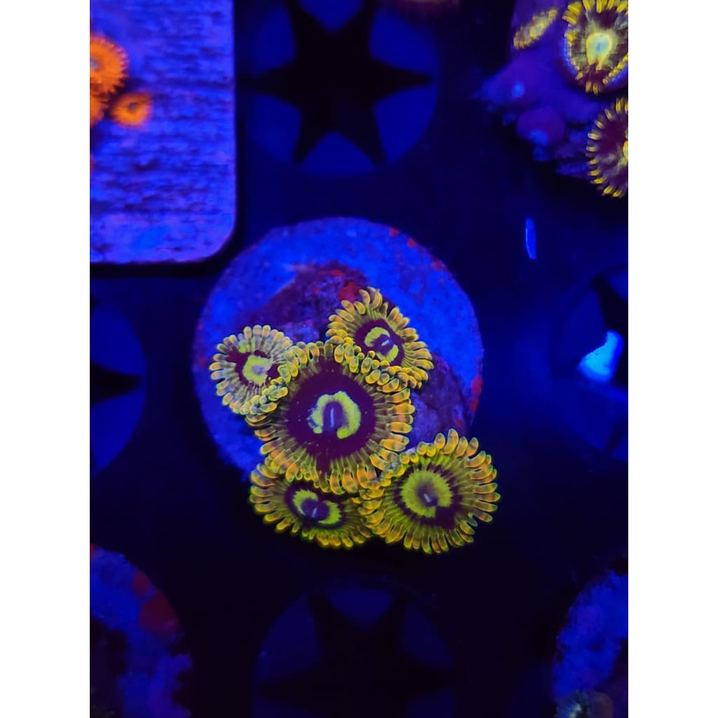 Rainbow Yoda Zoanthid Frag WYSIWYG!