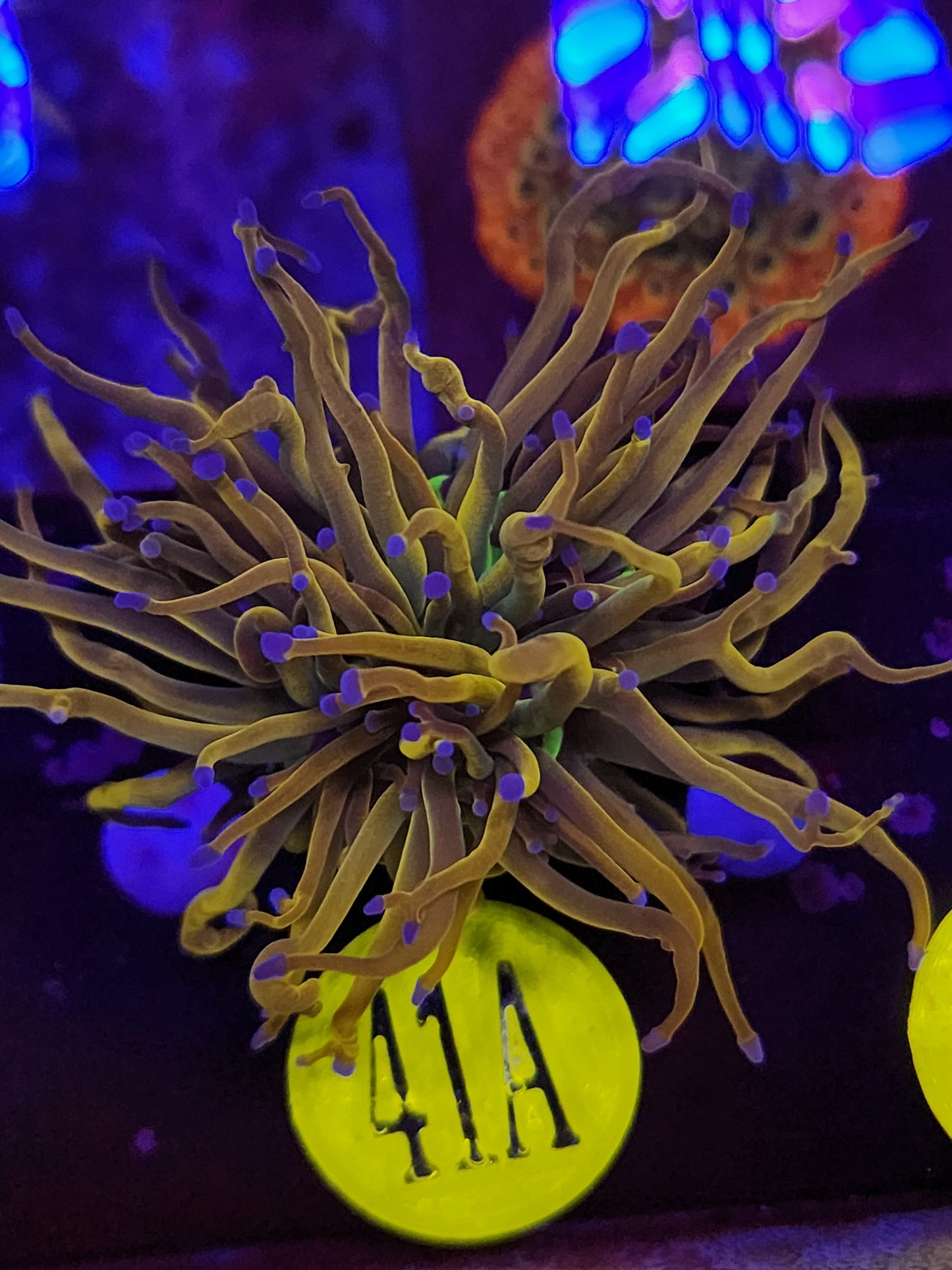 Rapunzel Torch Coral WYSIWYG!