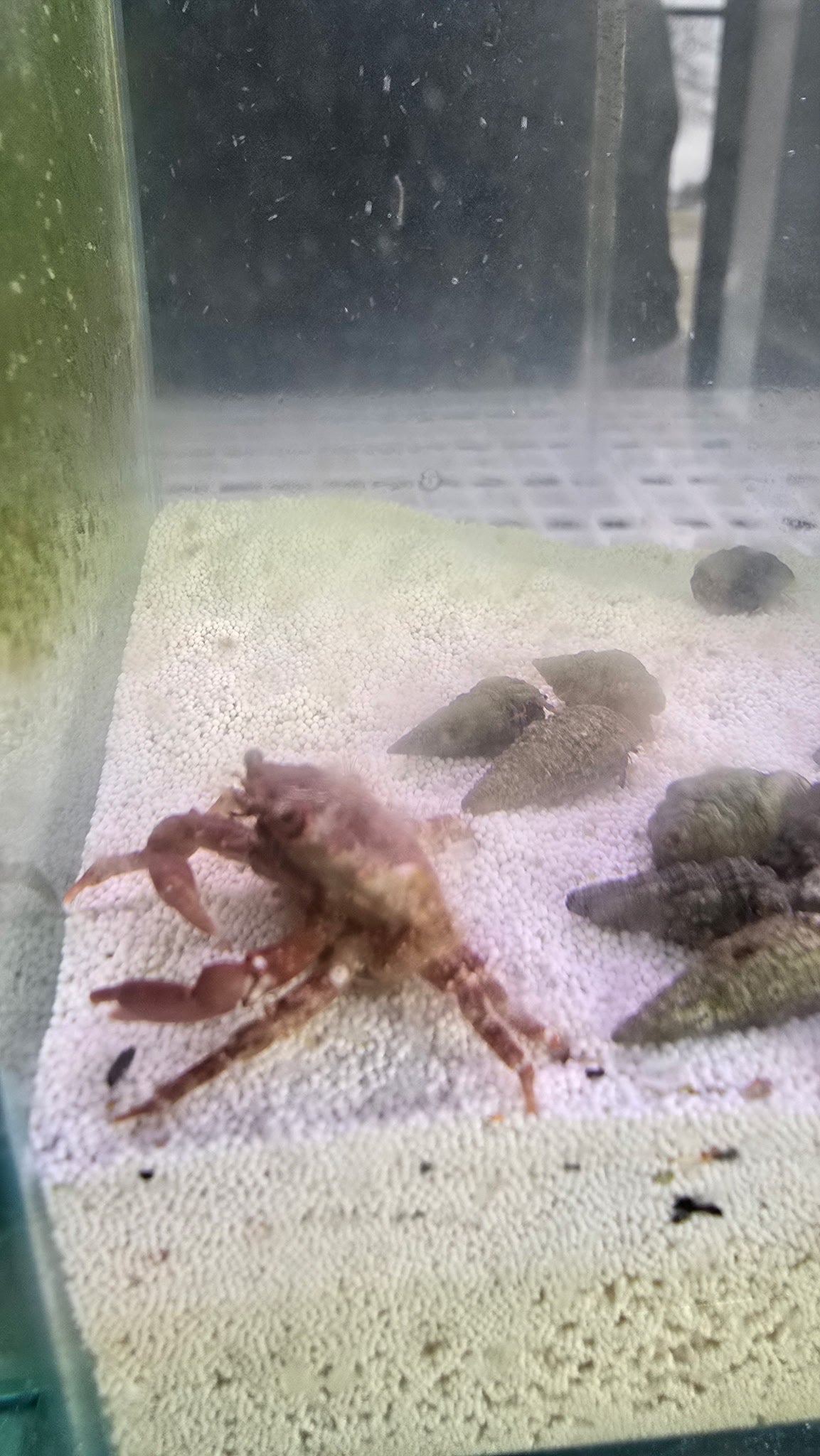 Red Emerald Crabs
