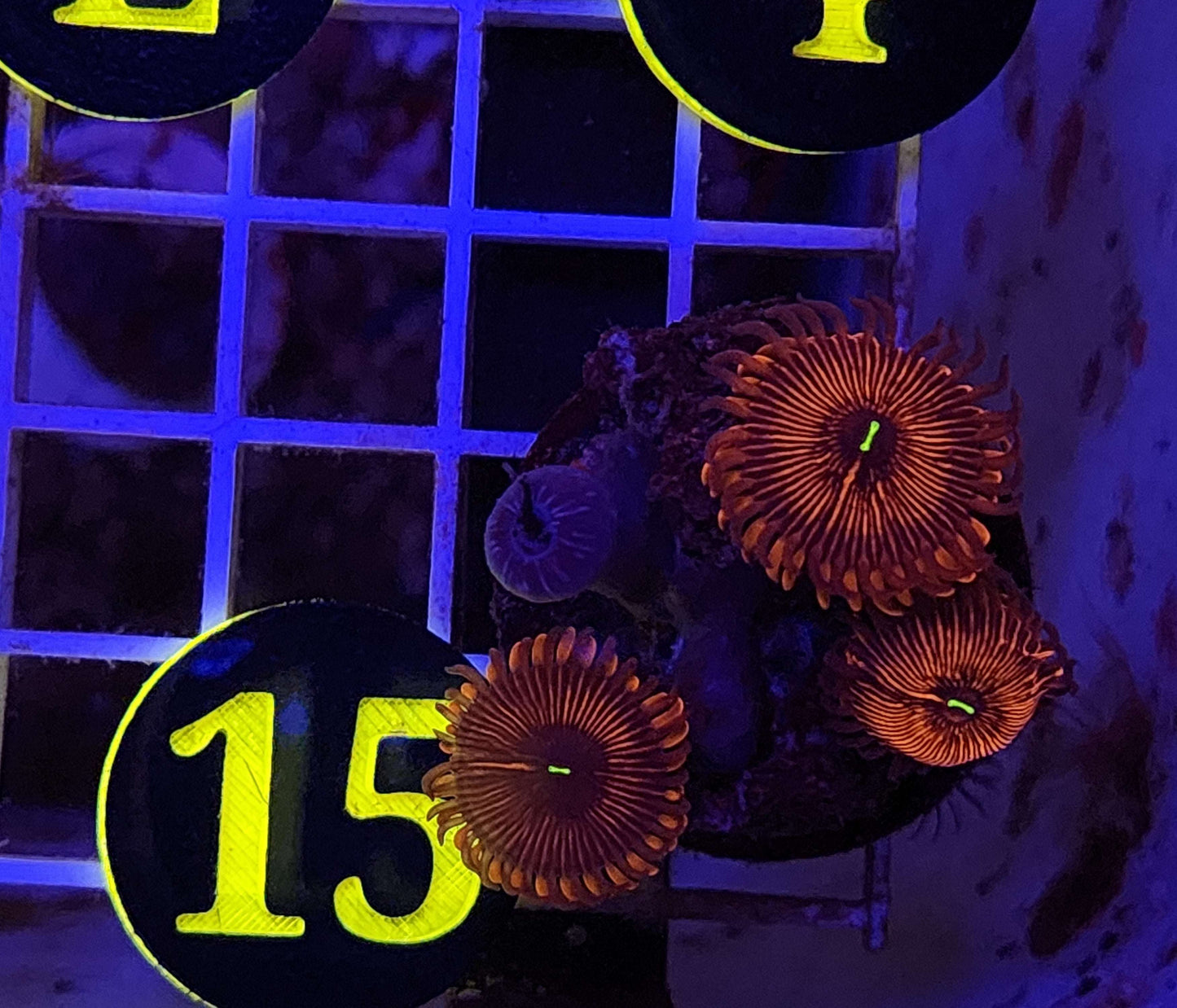 Red People Eaters Zoanthid Frag, WYSIWYG!
