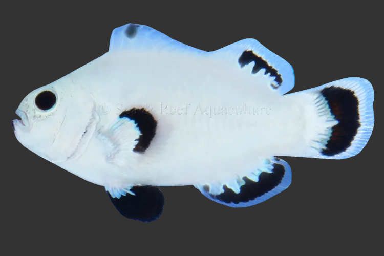 Snow Storm Clownfish (2’’)