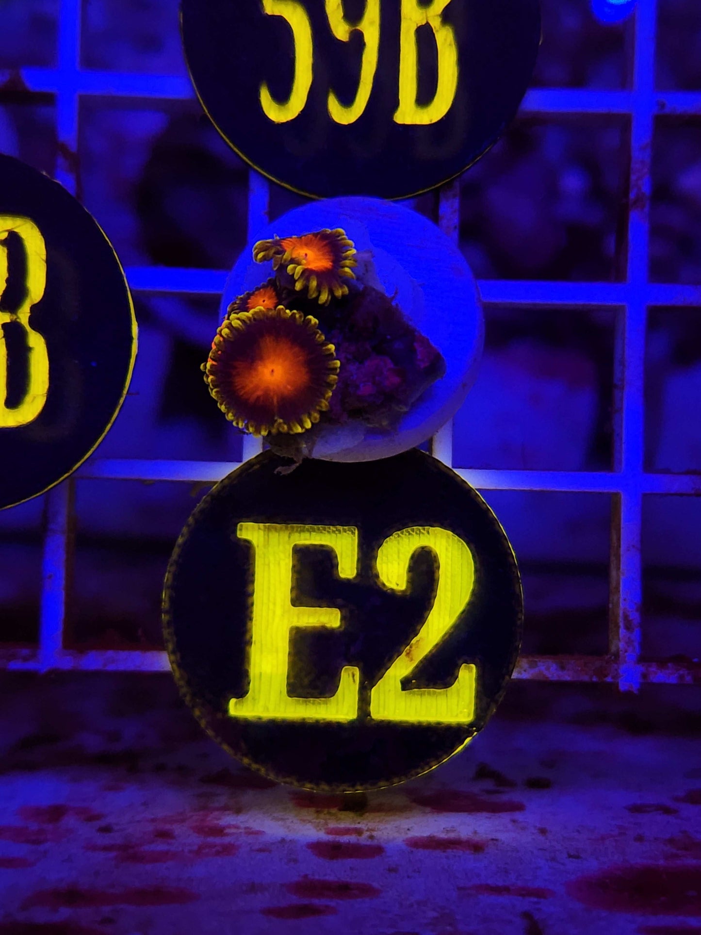 Spongebob Zoanthid Frag, WYSIWYG!
