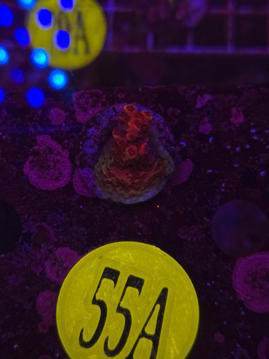 Strawberry Shortcake Acro Frag WYSIWYG!