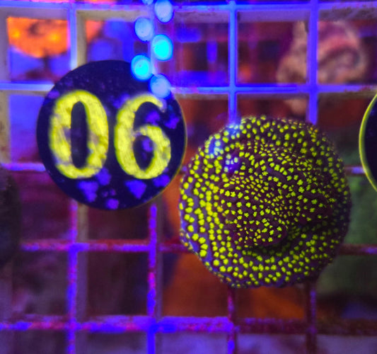 Stylocoeniella Coral WYSIWYG!