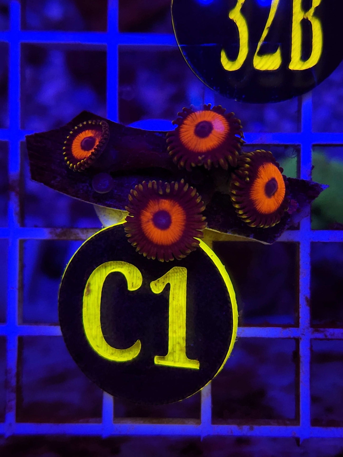 Tarzan Zoanthid Frag, WYSIWYG!