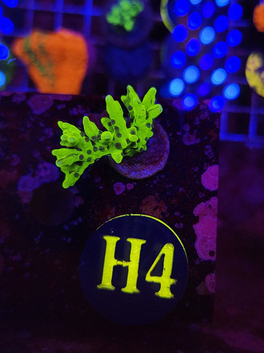 The Thing Anacropora WYSIWYG!