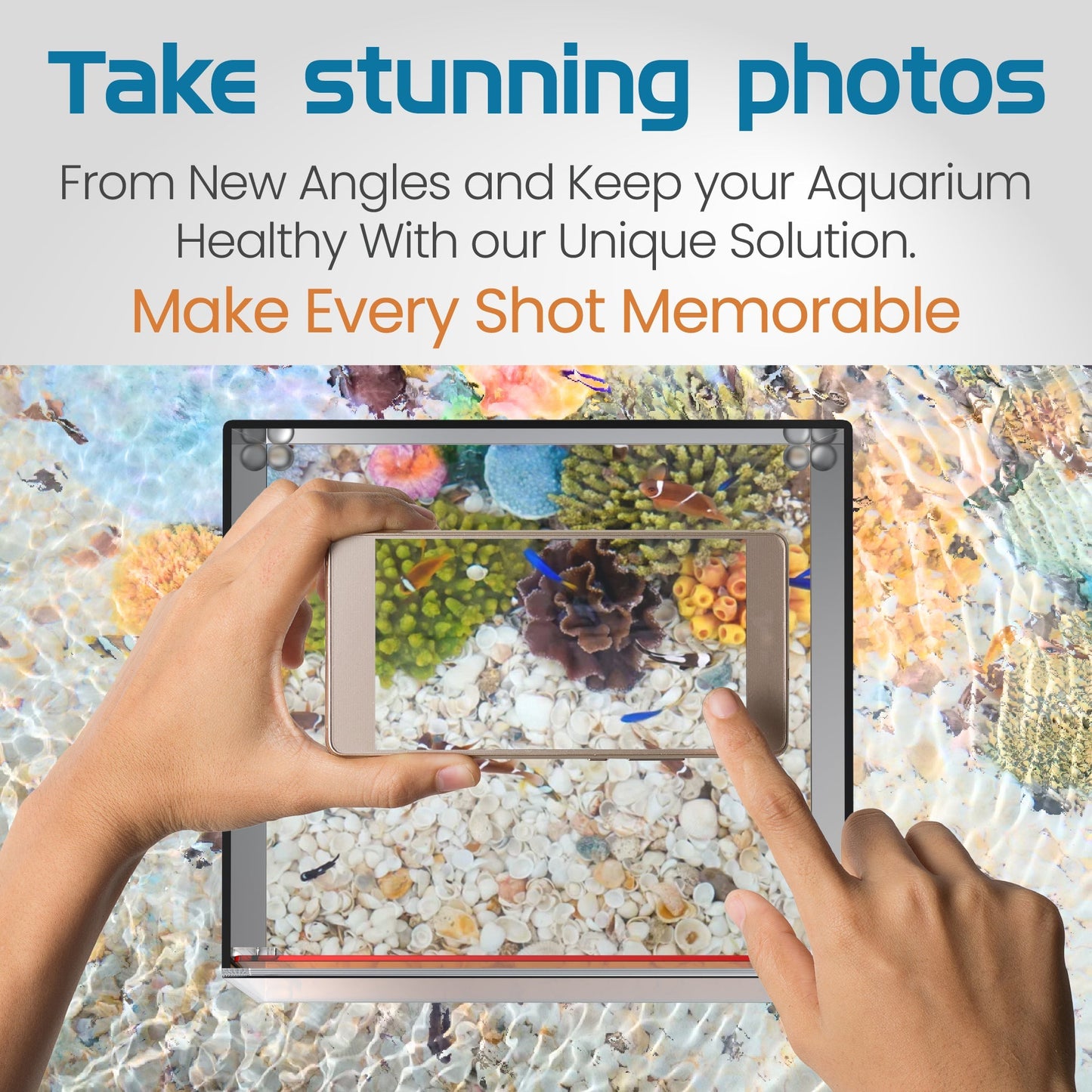 Top Down Viewer Clownfish - 8’’ panel - Show