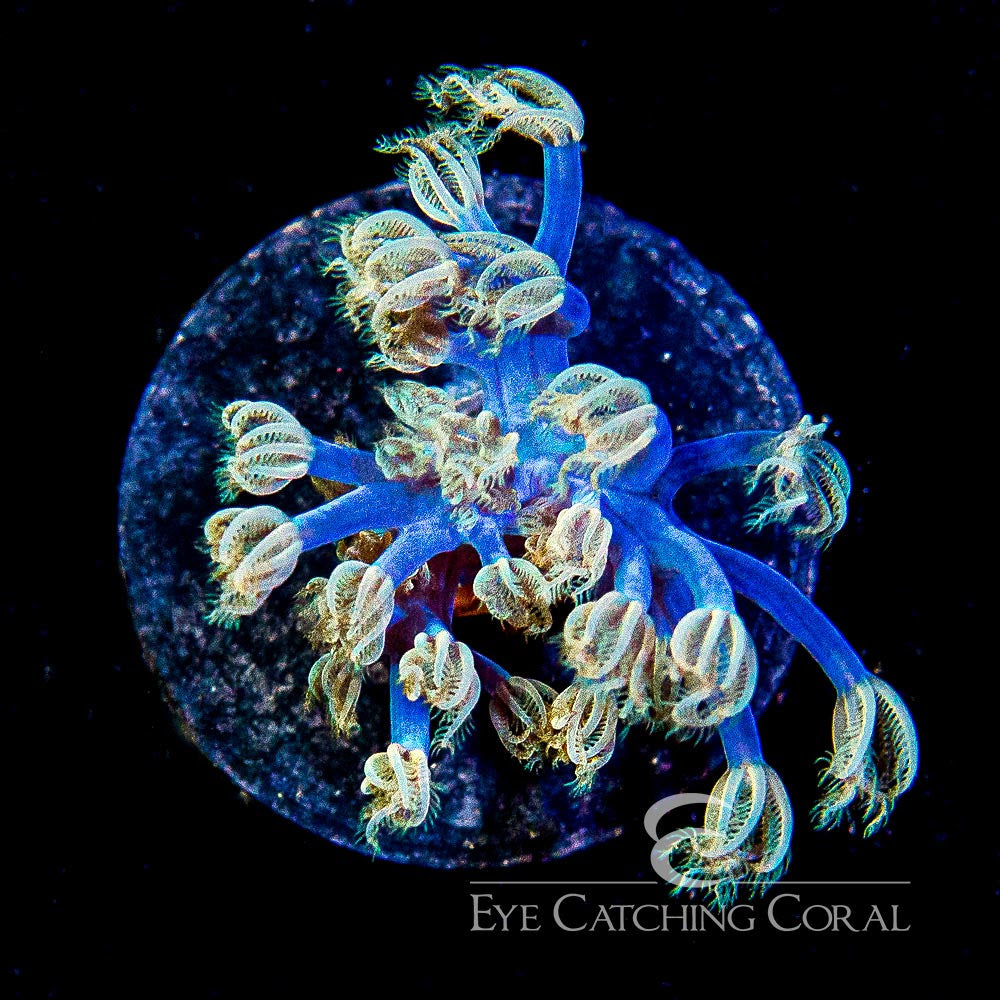 ECC Starlight Cespitularia Big Frag