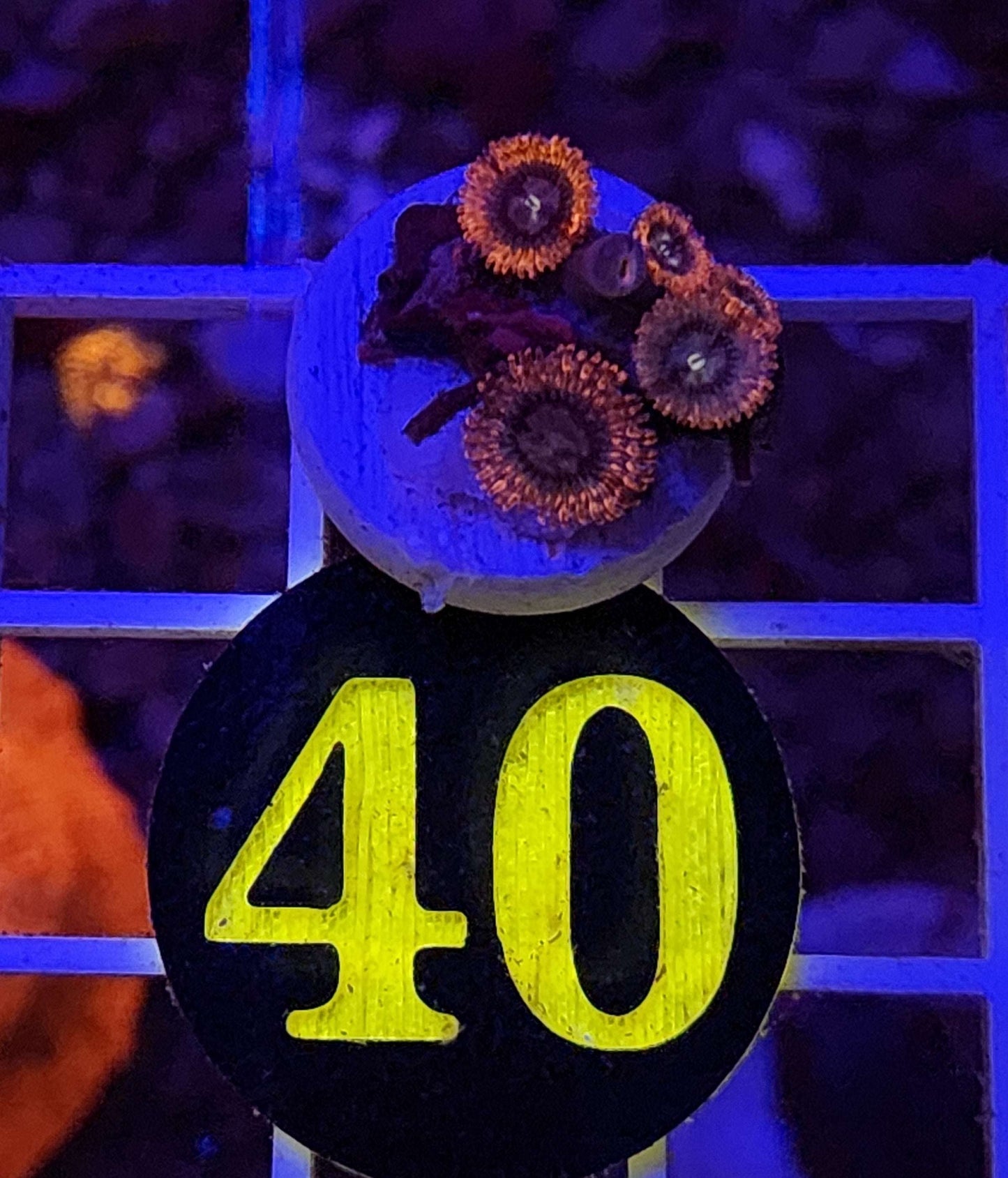 Utter Peace Zoanthid Frag, WYSIWYG!