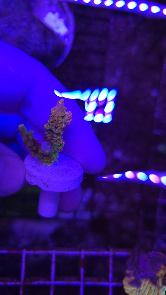 Walt Disney Acropora WYSIWYG!