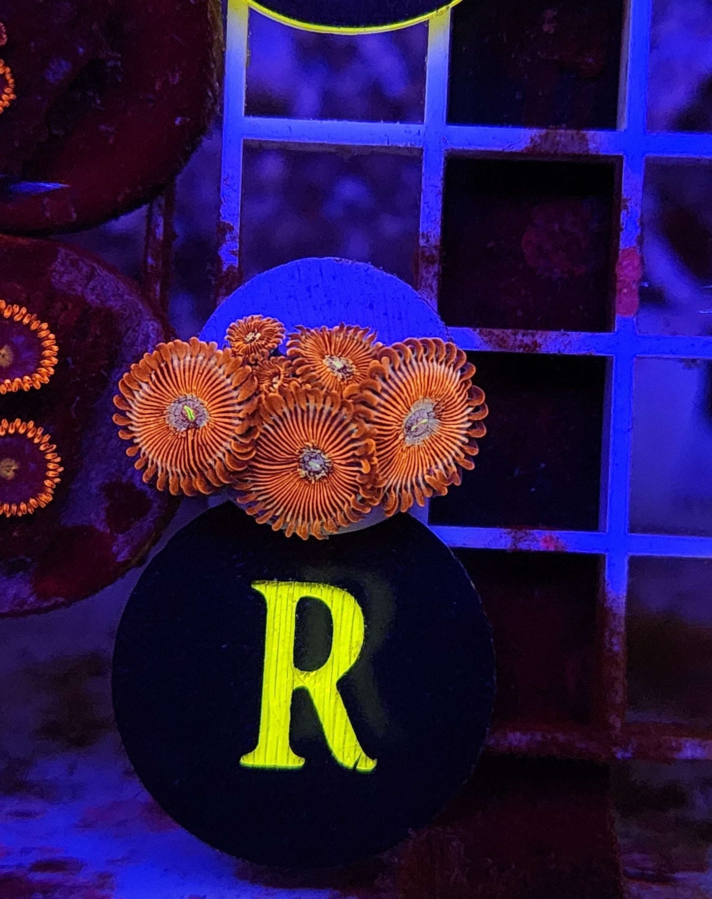 White Wizards Zoanthid Frag, WYSIWYG!