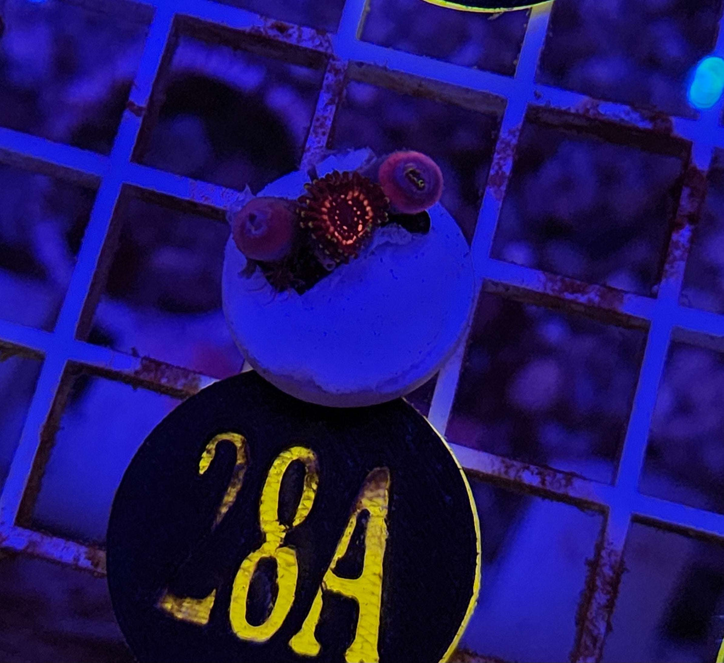 WWC Tazer Zoanthid Frag, WYSIWYG!