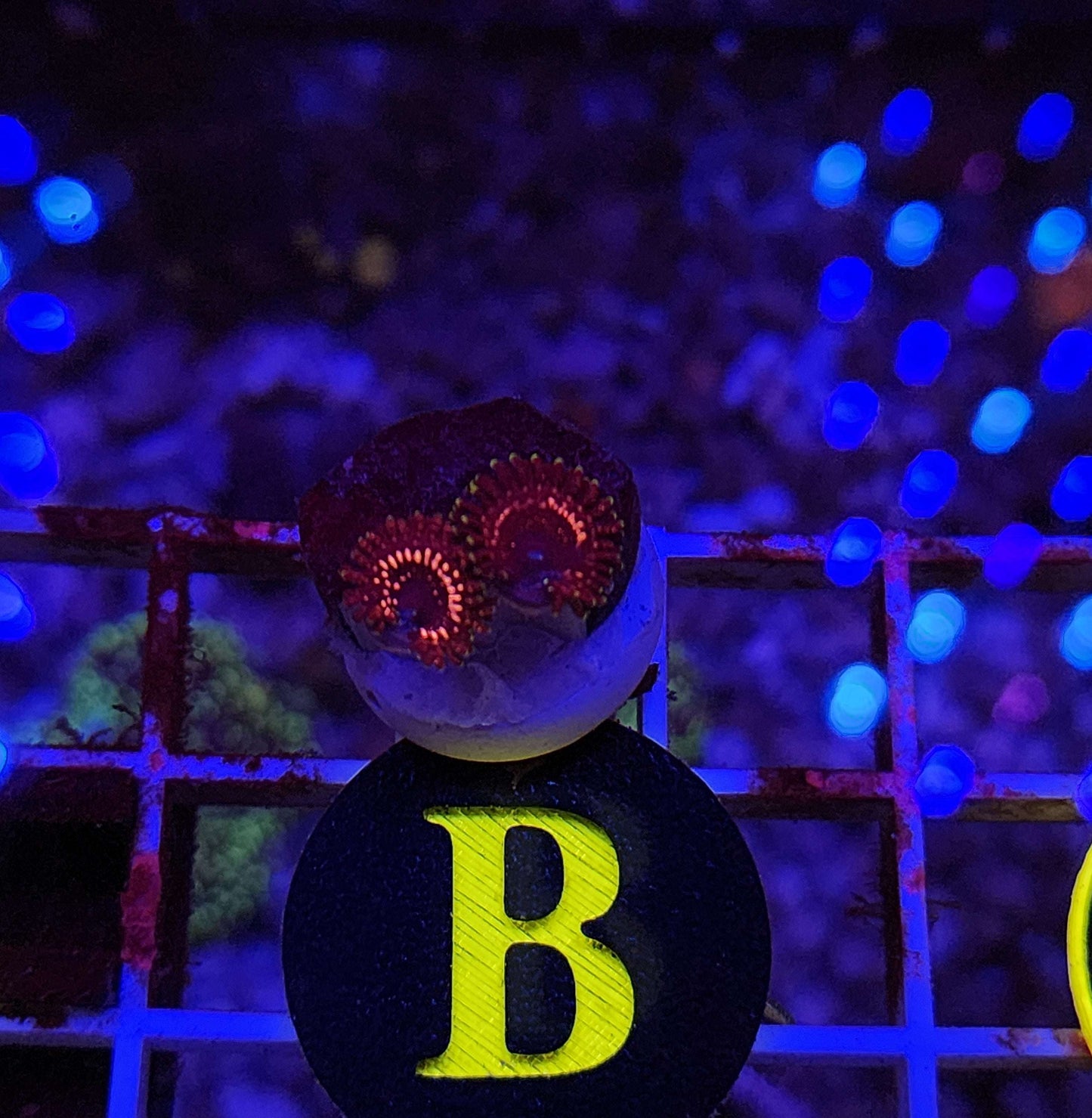 WWC Tazer Zoanthid Frag, WYSIWYG!