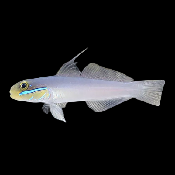 Yellow Head Sleeper Goby (2-3’’)