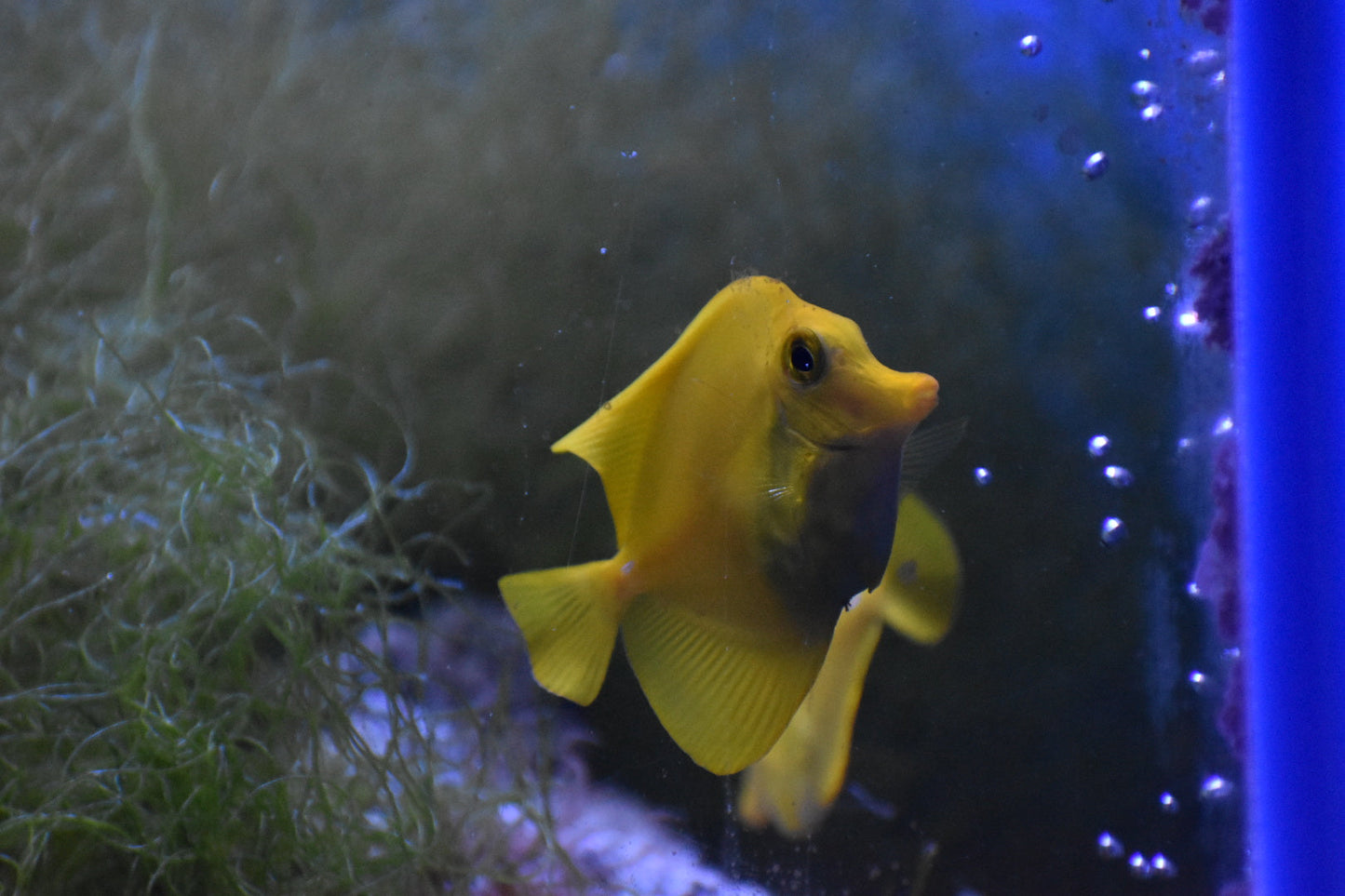 Yellow Tang WYSIWYG!