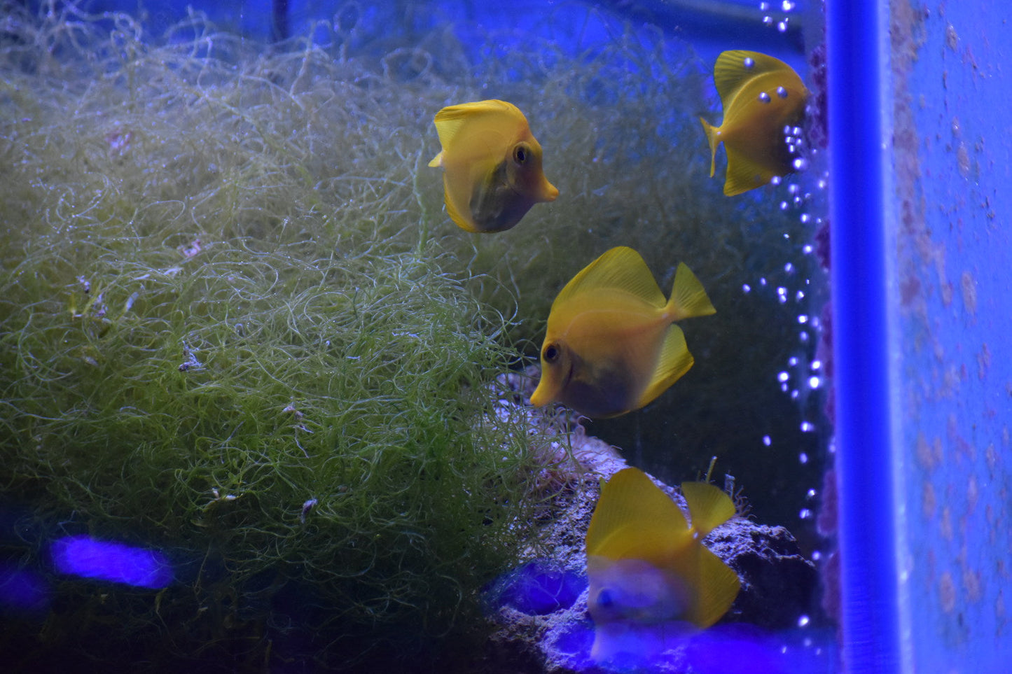 Yellow Tang WYSIWYG!