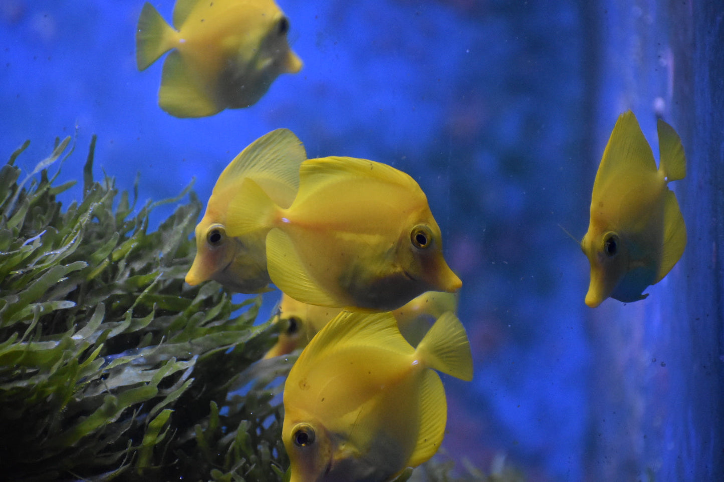 Yellow Tang WYSIWYG!