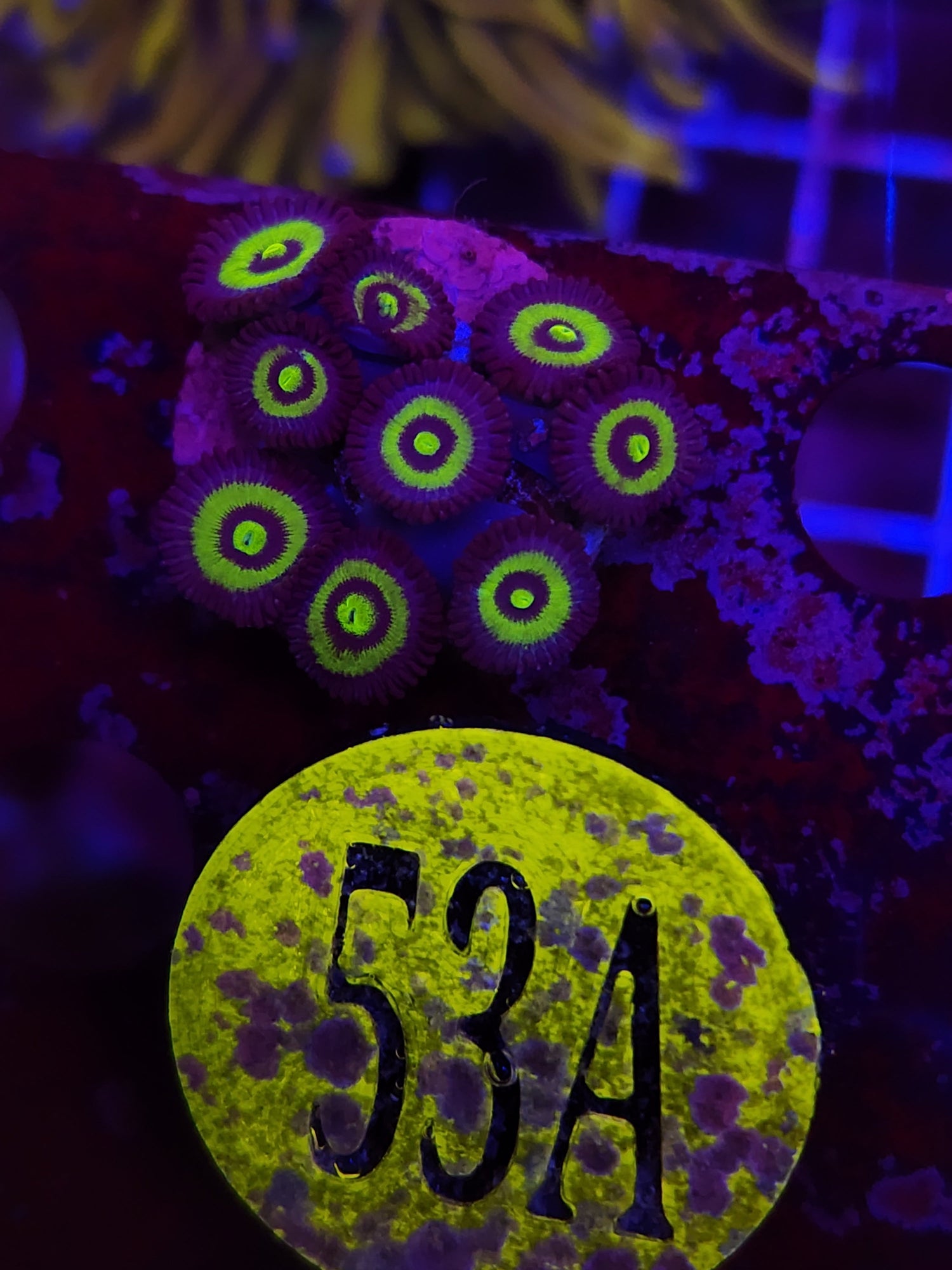 Zoanthids and Mushrooms