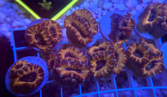 Ultra Micromussa Lordie 2-3+ polyps