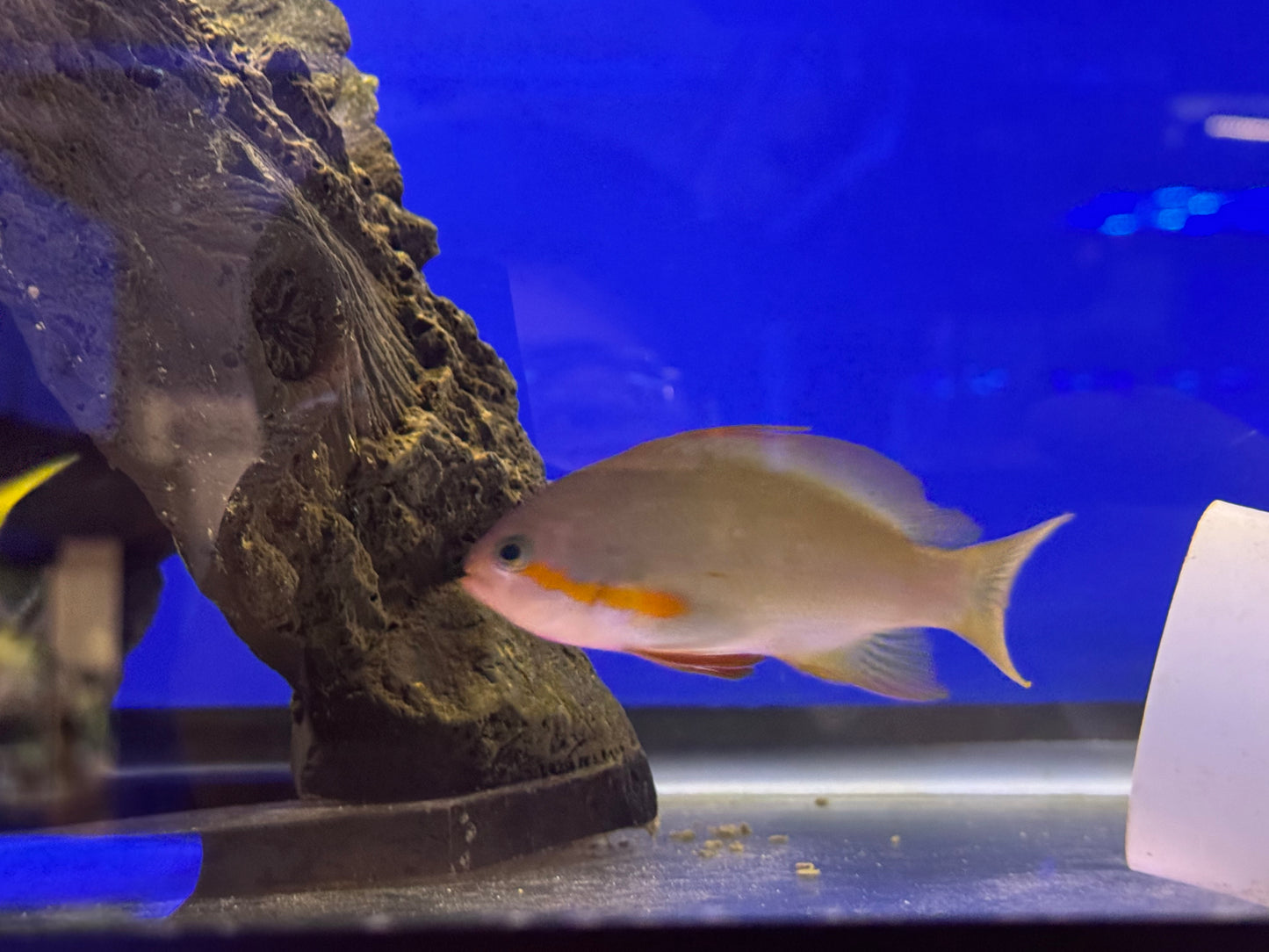 Green Male Huchtii Anthias