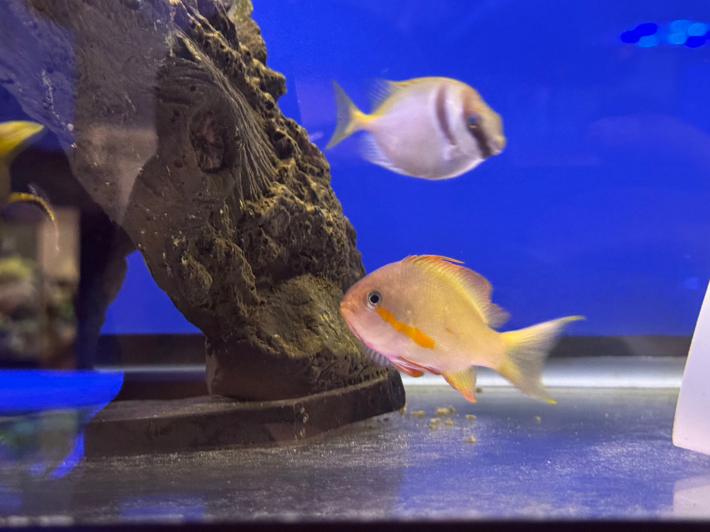 Green Male Huchtii Anthias