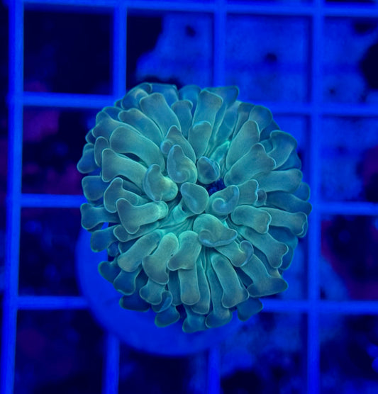 Unique Hammer 1 polyp