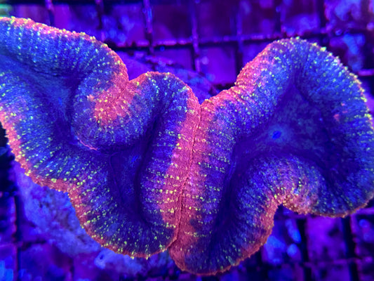 Two tone Lobophyllia