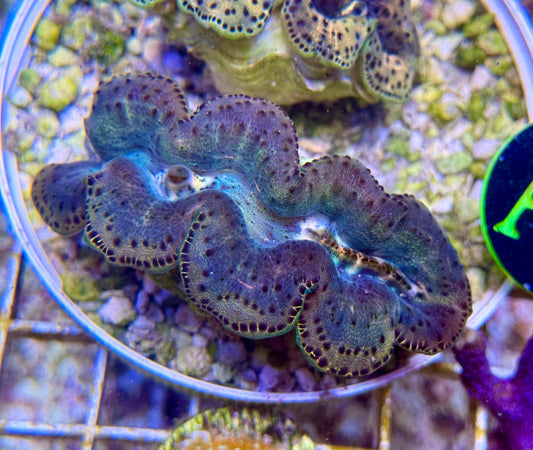 Unique Maxima Clam 2-3”