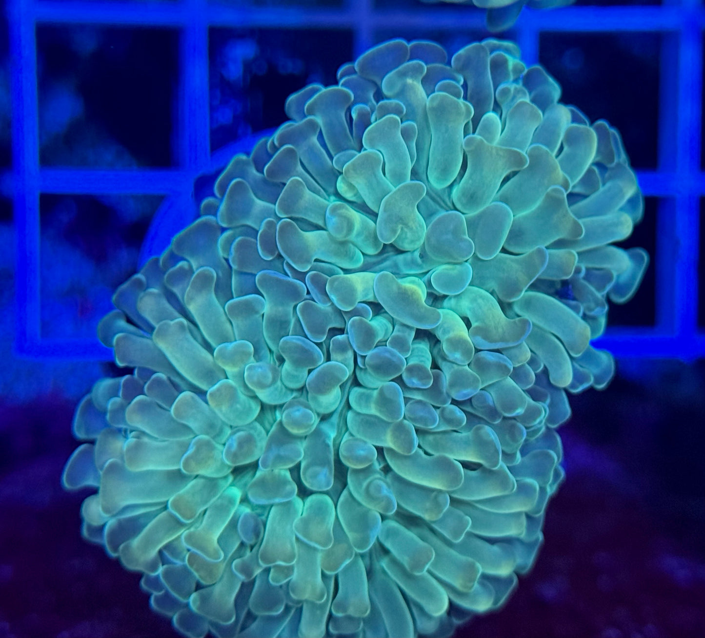 Unique Hammer 2 polyp