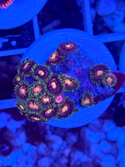 Laser Lemon Zoas