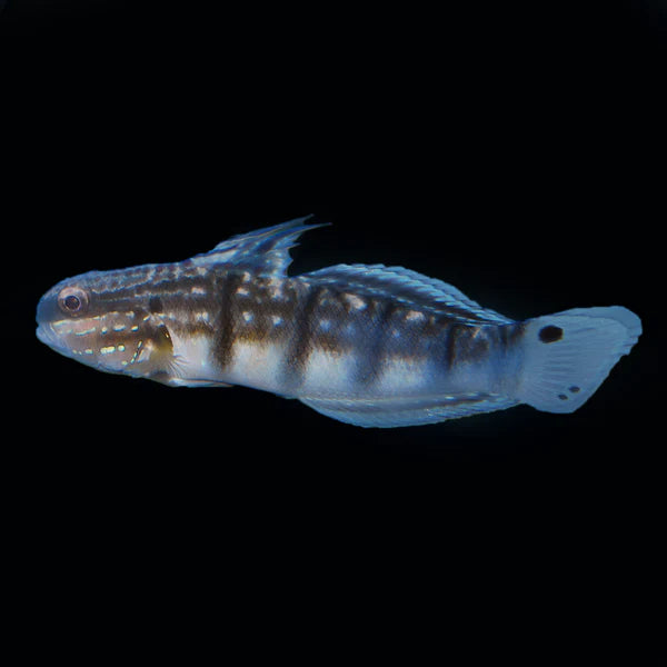 Biota Dragon Goby