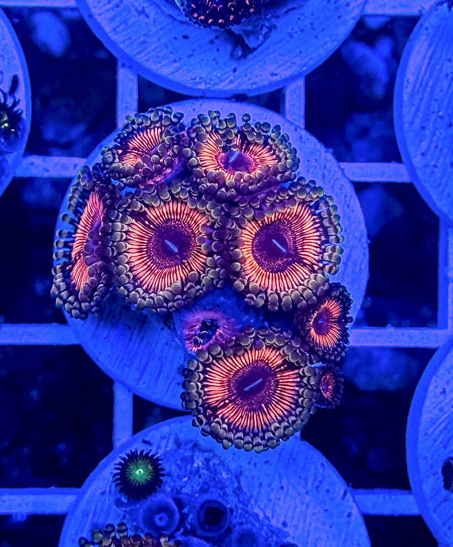 Armor of God zoas