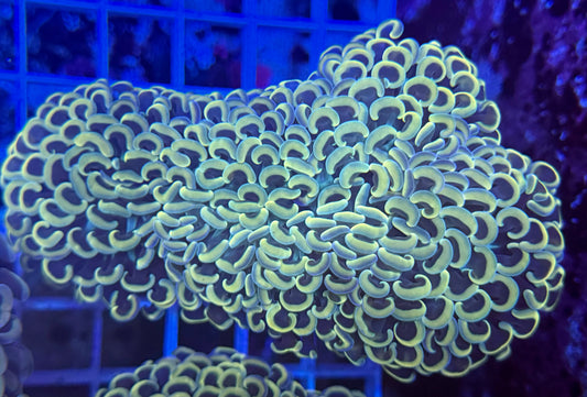 Yellow Branching hammer 1polyp wedge