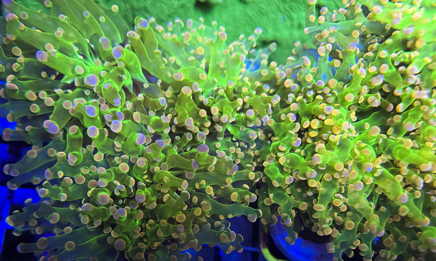 GLC Lucky Charms Frogspawn