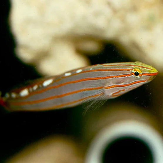 Court Jester Goby Rainfordi Biota