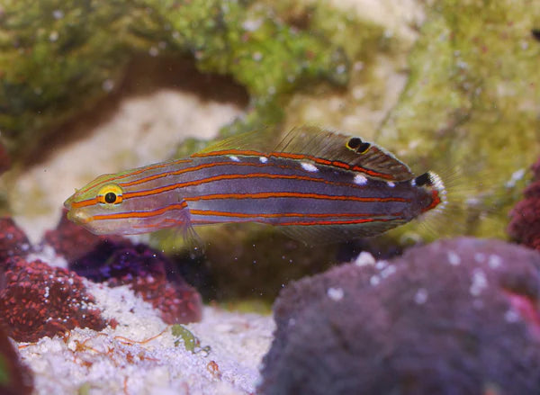 Court Jester Goby Rainfordi Biota