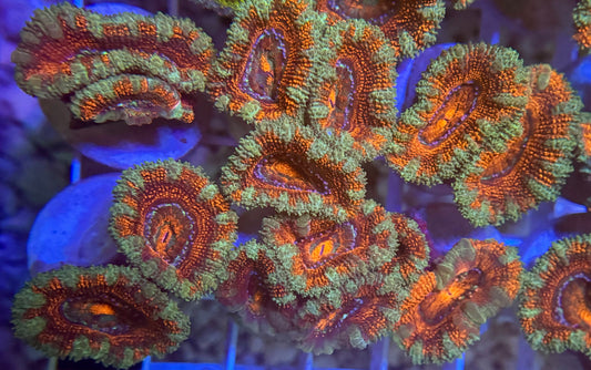 Orange Tiger Micromussa Lordie 2-3+ polyps