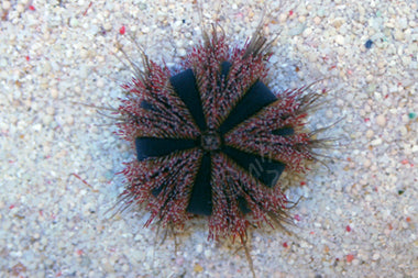 Royal Blue Tuxedo Urchin