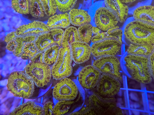 Neon Green Micromussa lordie 2-3+polyps