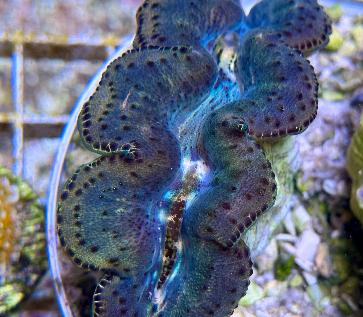 Unique Maxima Clam 2-3”