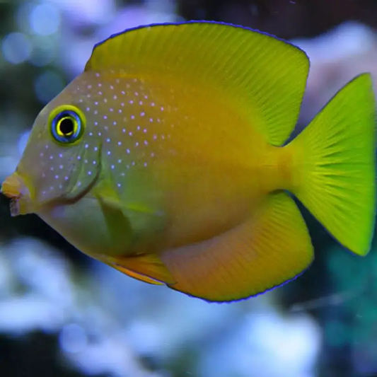 Golden Blue Eye Tang