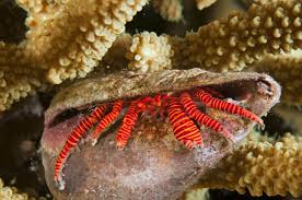 Orange Leg Hermit Crab (Reef Safe) - Ciliopagurus strigatus