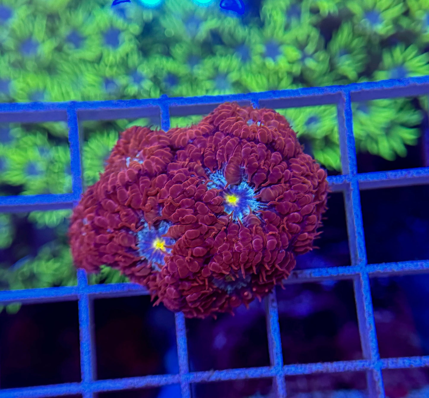 Mystery Mixed Reef Pack Beginners